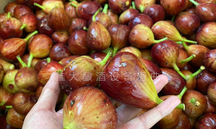9.16挑選出來的長相難看的無花果、小果