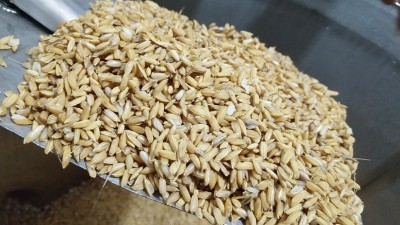 用烤酒設(shè)備做固態(tài)酒，做好這7點出酒率瞬間提高20%！