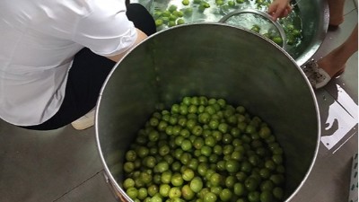 李子熟了，又一個朋友來雅大不銹鋼釀酒設(shè)備學(xué)做李子酒