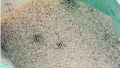 白酒蒸餾設備釀的酒苦味重，可能是原料惹的禍