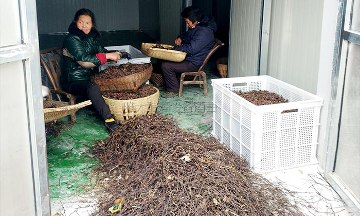 11.6釀酒原料-拐棗