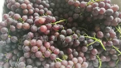 民間葡萄酒釀造潮再度興起，趕緊惡補(bǔ)下葡萄釀酒知識